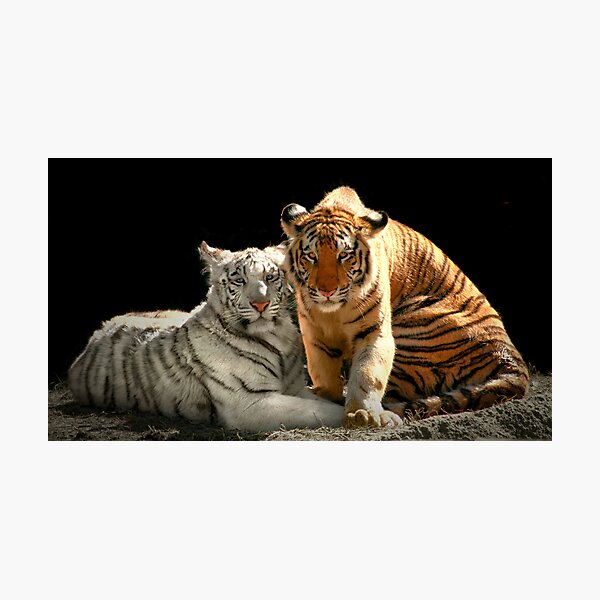 Artikel-Vorschau von  oder Königlicher Bengalischer Tiger (Panthera tigris tigris oder Panthera tigris bengalensis) * ist eine Unterart des Tigers, die hauptsächlich in Bangladesch vorkommt, designt und verkauft von Lisa Putman.