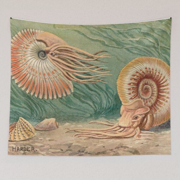 Item preview, Ammonoid designed and sold by Twisted Wick.