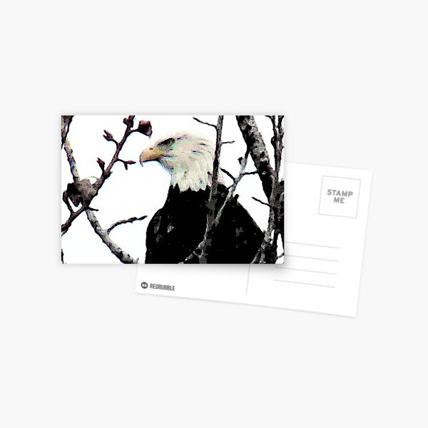 Regal Eagle Postcard