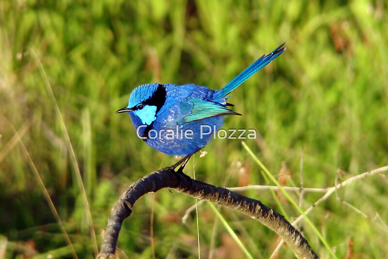 "Blue Wren Busselton Western Australia" by Coralie Plozza Redbubble