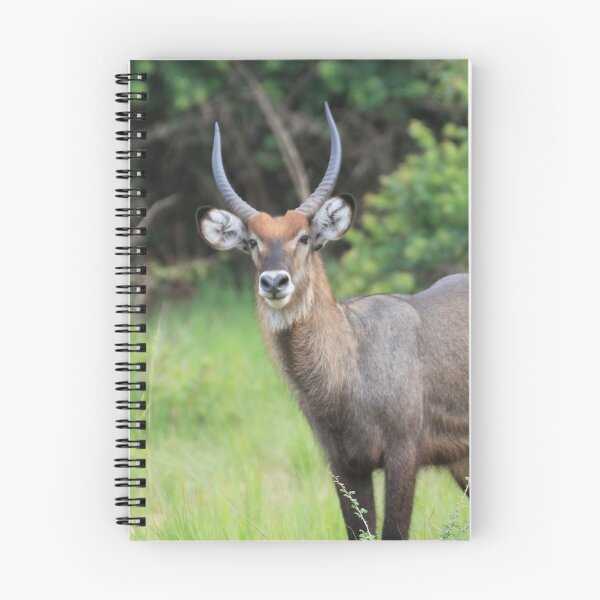 Item preview, Uganda Murchison Falls National Park Water Buck Waterbuck Grassland Bush Antelope designed and sold by eickys.
