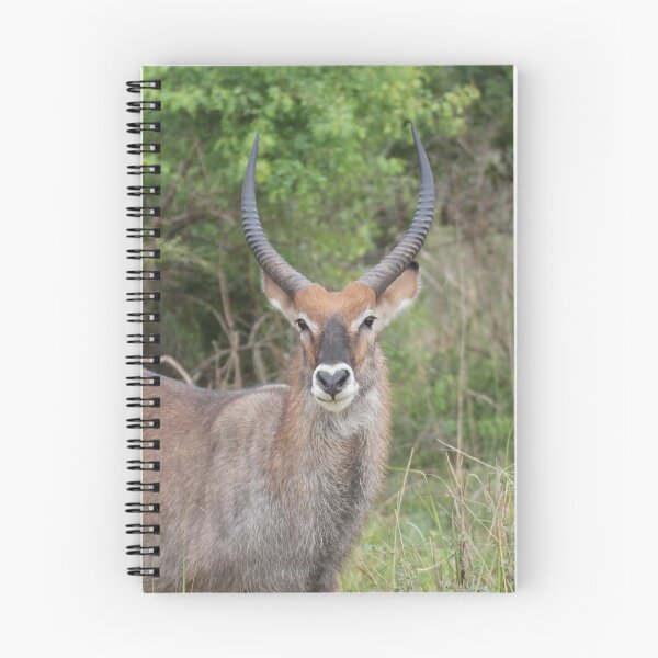 Item preview, Uganda Murchison Falls National Park Water Buck Waterbuck Grassland Bush Antelope designed and sold by eickys.