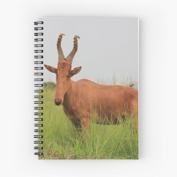 Item preview, Uganda Murchison Falls National Park Hartebeest Kuhantilope Bush Grassland Meadow Antelope designed and sold by eickys.