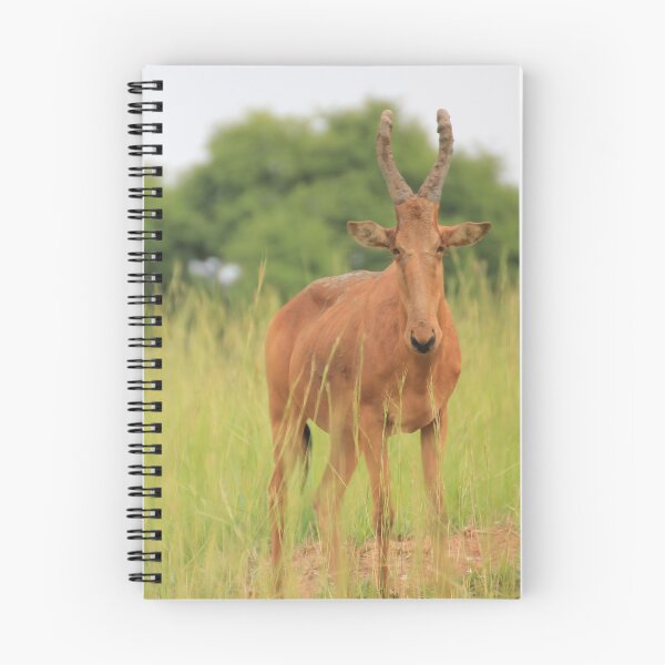 Item preview, Uganda Murchison Falls National Park Hartebeest hartebeest antelope grassland meadow bush designed and sold by eickys.