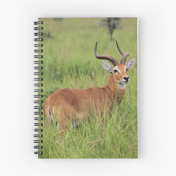 Item preview, Uganda Murchison Falls National Park Uganda Kob Antelope Kobus Grassland Meadow designed and sold by eickys.