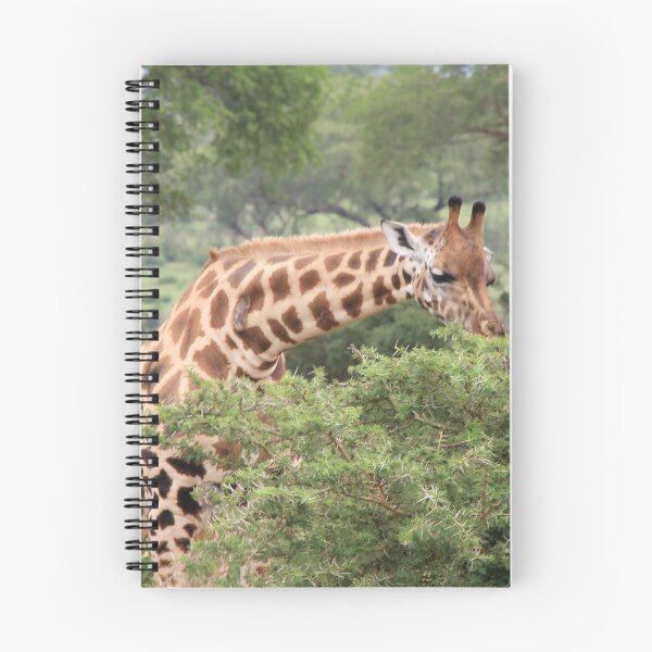 Item preview, Uganda Murchison Falls National Park Giraffe Acacia Trees Thorny Acacia designed and sold by eickys.