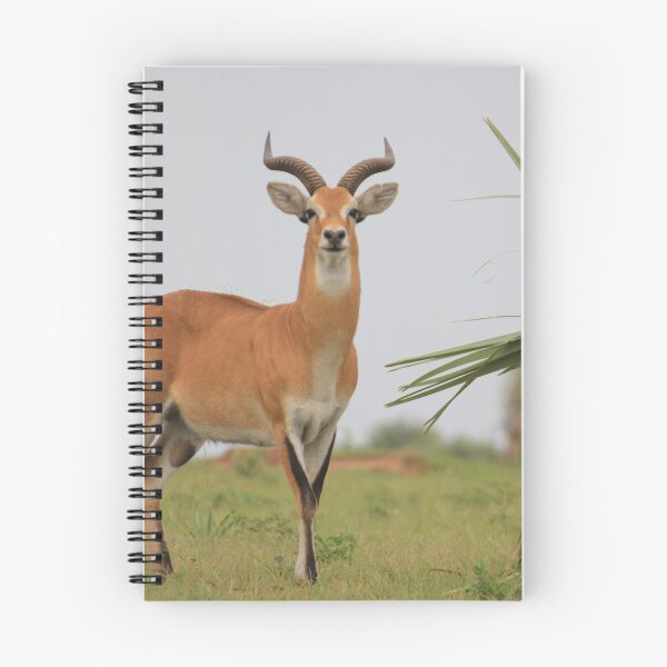 Item preview, Uganda Murchison Falls National Park Uganda Kob Antelope Kobus Grassland Meadow designed and sold by eickys.