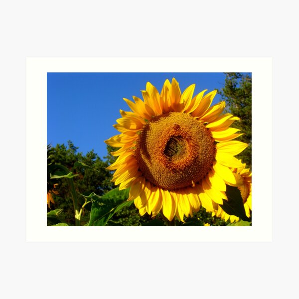 Keep Your Face to the Sun Art Print