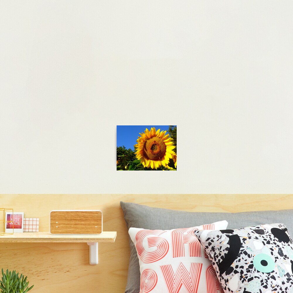 Keep Your Face to the Sun Photographic Print