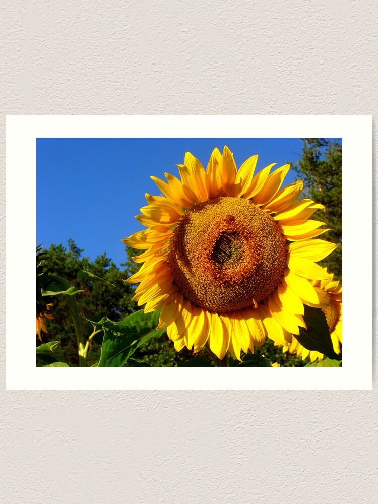 Alternate view of Keep Your Face to the Sun Art Print