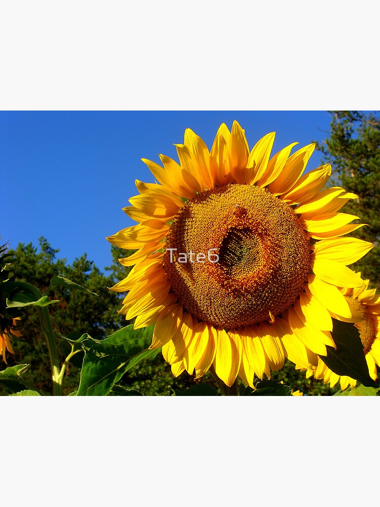 Keep Your Face to the Sun by Tate6