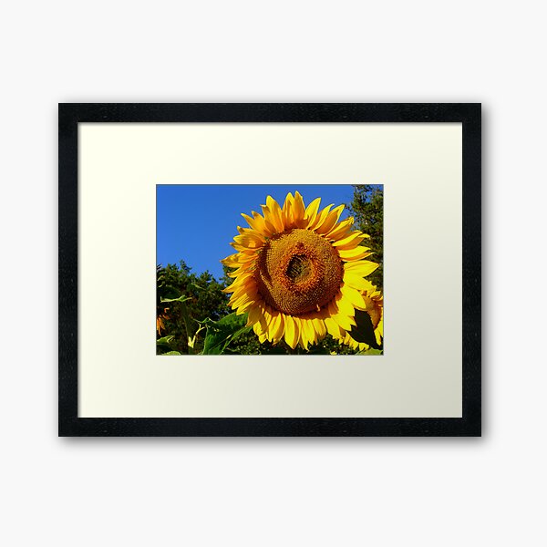 Keep Your Face to the Sun Framed Art Print