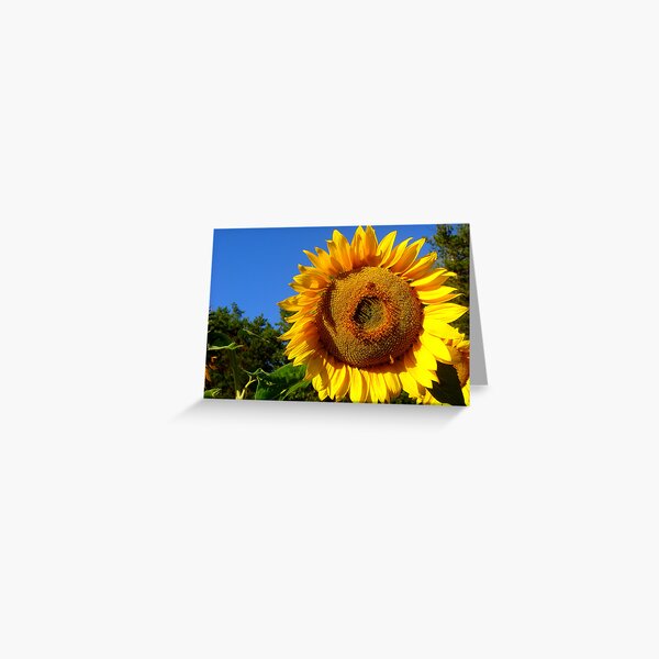 Keep Your Face to the Sun Greeting Card
