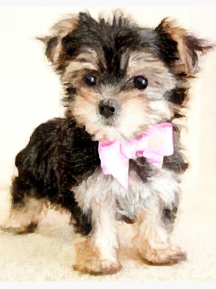 Dog Pocket Yorkie Puppies For Sale Teacup Dog Pocket Size Yorkie
