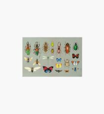 The Usual Suspects - Insects on grey - watercolour bugs pattern by Cecca Designs Art Board