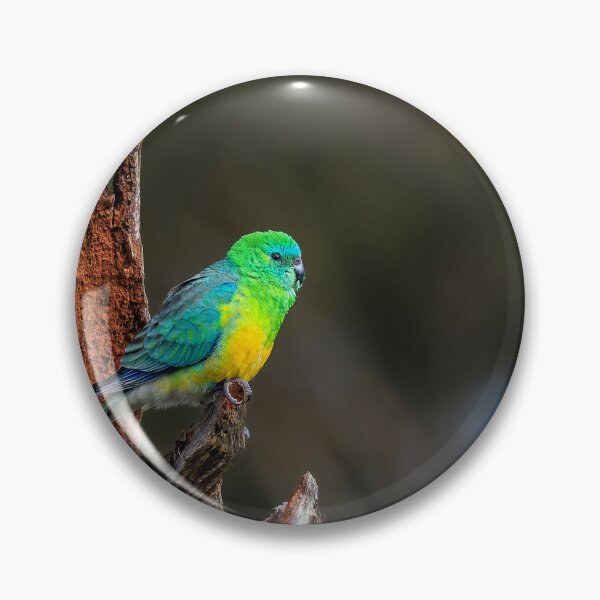 Item preview, Red Rumped Parrot designed and sold by John Dekker.