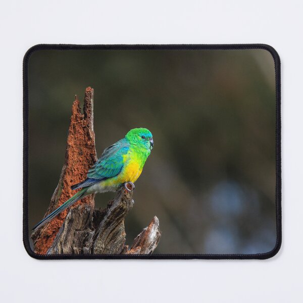 Item preview, Red Rumped Parrot designed and sold by John Dekker.