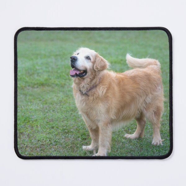 Item preview, Beautiful Golden Retriever dog.   designed and sold by sinseeho.