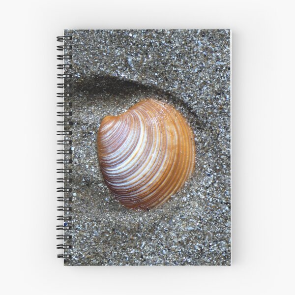 Item preview, shell designed and sold by KathleenDawson.