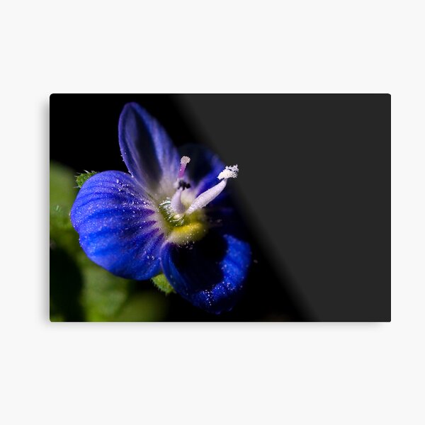 Item preview, Blue designed and sold by Steve  Woodman.