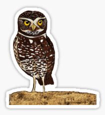 Burrowing Owl Sticker