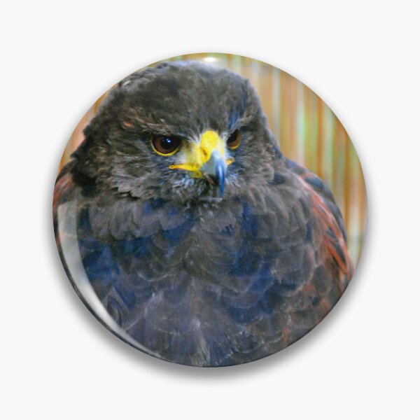 Item preview, Harris Hawk Bird Of Prey designed and sold by AndyEvansPhotos.