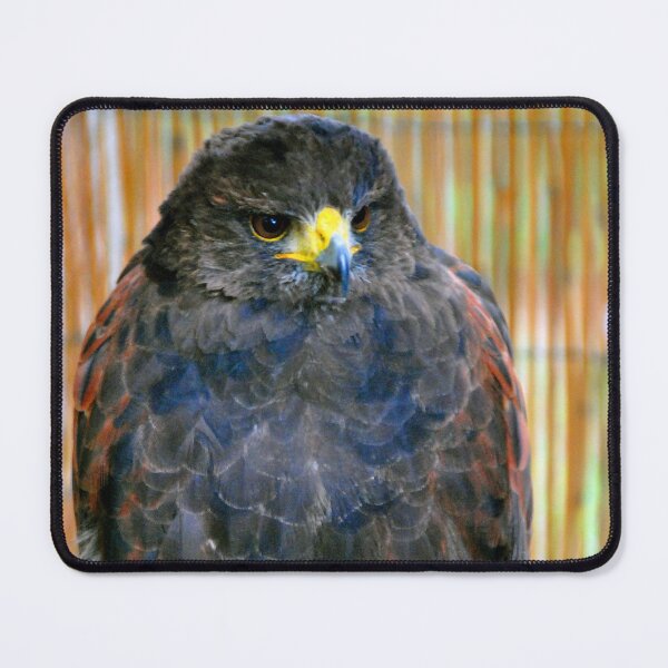 Item preview, Harris Hawk Bird Of Prey designed and sold by AndyEvansPhotos.