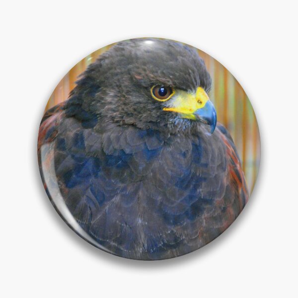 Item preview, Harris Hawk Bird Of Prey designed and sold by AndyEvansPhotos.