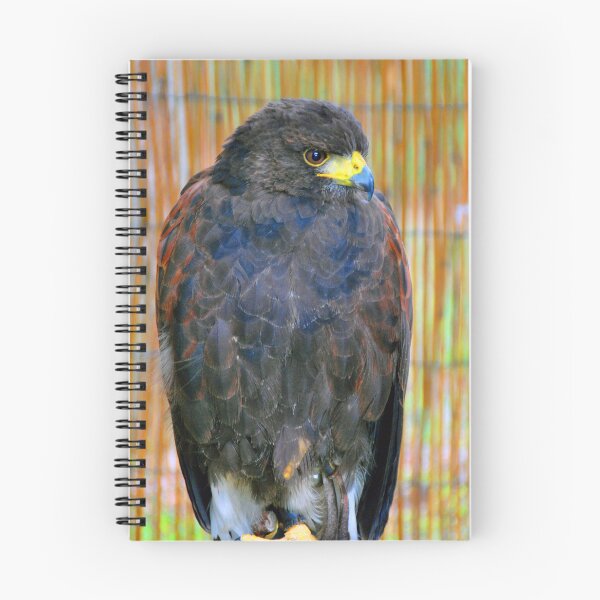 Item preview, Harris Hawk Bird Of Prey designed and sold by AndyEvansPhotos.