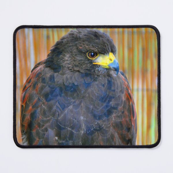 Item preview, Harris Hawk Bird Of Prey designed and sold by AndyEvansPhotos.