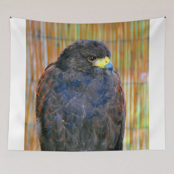 Item preview, Harris Hawk Bird Of Prey designed and sold by AndyEvansPhotos.