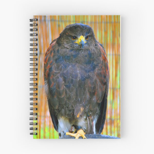 Item preview, Harris Hawk Bird Of Prey designed and sold by AndyEvansPhotos.
