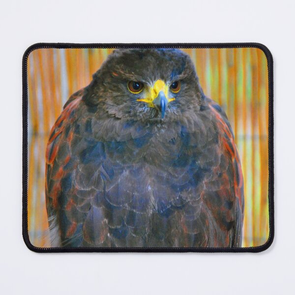 Item preview, Harris Hawk Bird Of Prey designed and sold by AndyEvansPhotos.