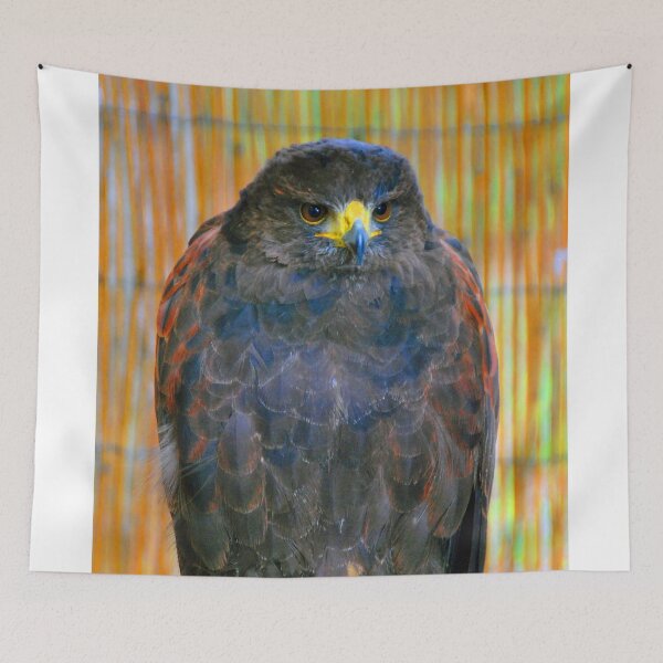 Item preview, Harris Hawk Bird Of Prey designed and sold by AndyEvansPhotos.