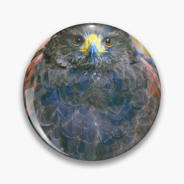 Item preview, Harris Hawk Bird Of Prey designed and sold by AndyEvansPhotos.