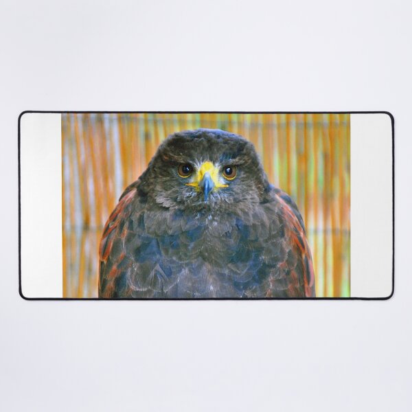 Item preview, Harris Hawk Bird Of Prey designed and sold by AndyEvansPhotos.