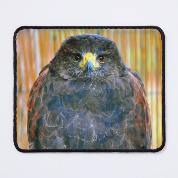 Item preview, Harris Hawk Bird Of Prey designed and sold by AndyEvansPhotos.