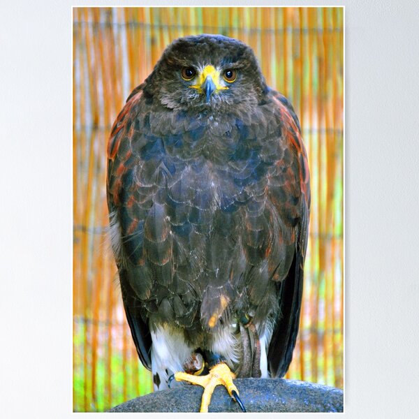 Item preview, Harris Hawk Bird Of Prey designed and sold by AndyEvansPhotos.