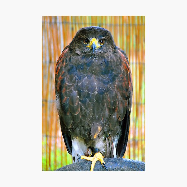 Item preview, Harris Hawk Bird Of Prey designed and sold by AndyEvansPhotos.