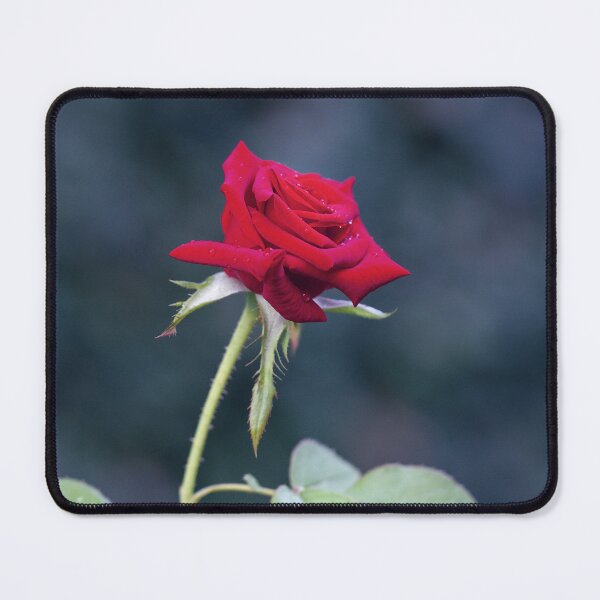 Item preview, Red rose with petals designed and sold by sinseeho.