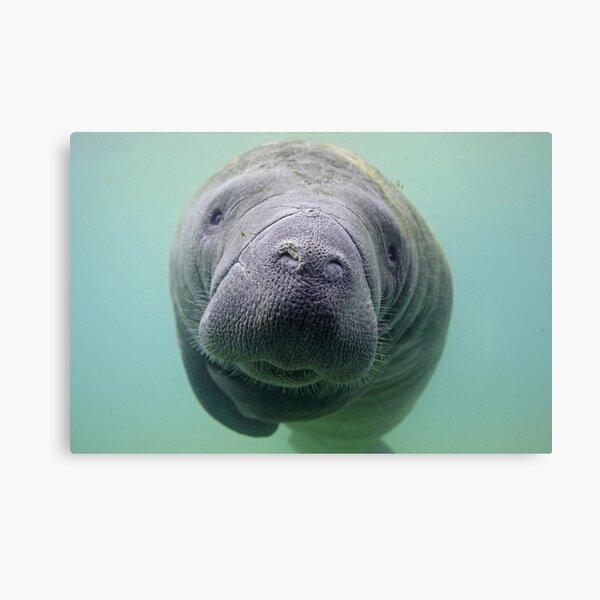 Item preview, Manatee designed and sold by Heidi Ingram.