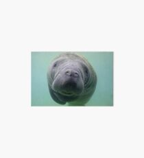 Manatee Art Board