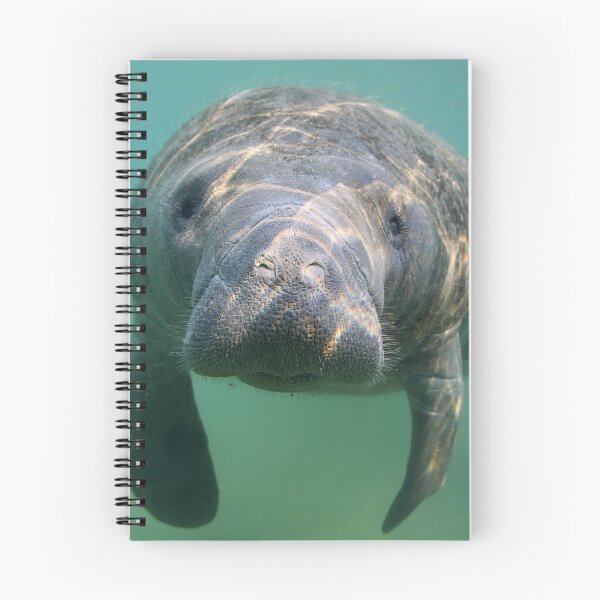 Item preview, Manatee 3 designed and sold by Heidi Ingram.