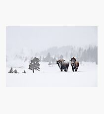 Lámina fotográfica Bison in the Snow, Yellowstone National Park (2)