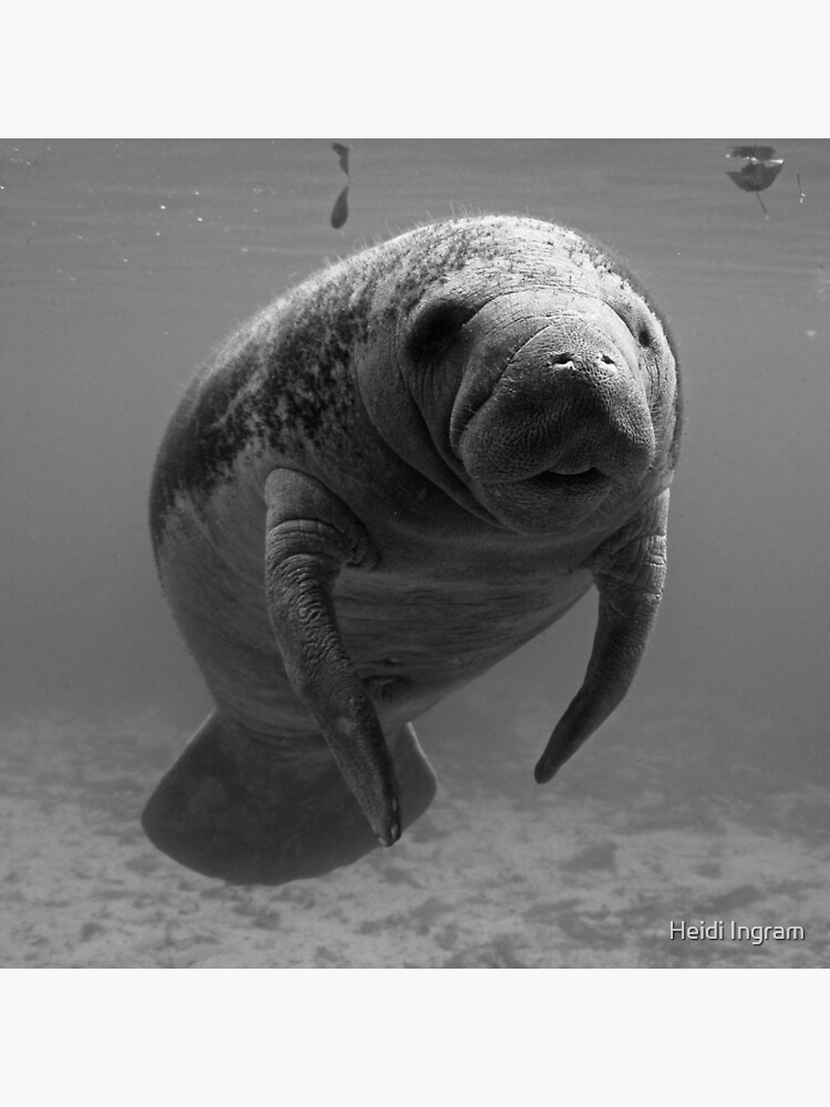 "Manatee B/W" Throw Pillow For Sale By Heidiingram | Redbubble