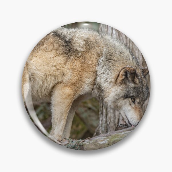 Artikelvorschau, Östlicher Grauwolf entworfen und verkauft von Michael Cummings.