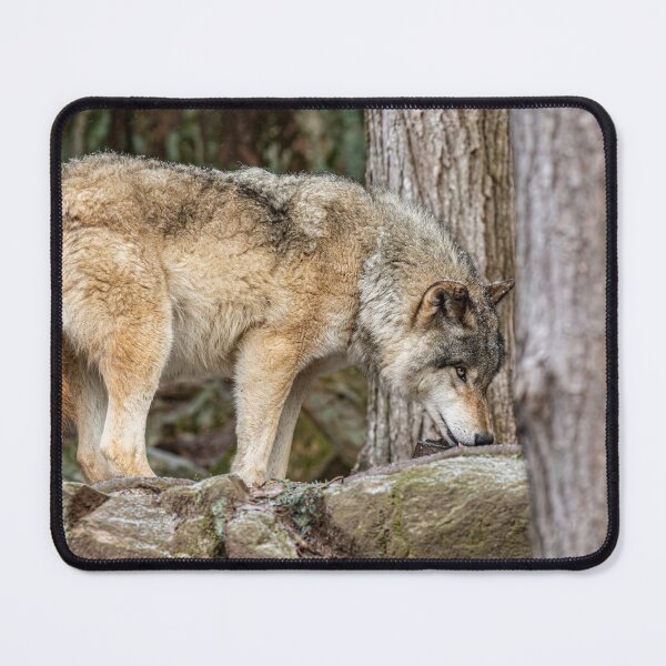 Item preview, Eastern Gray Wolf designed and sold by Michael Cummings.