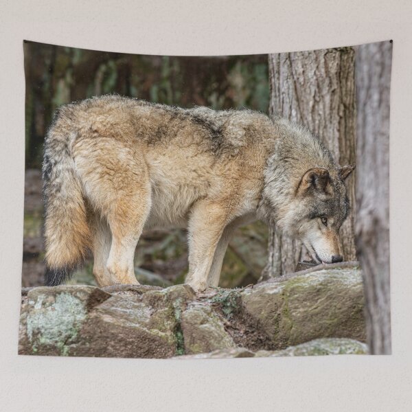 Item preview, Eastern Gray Wolf designed and sold by Michael Cummings.