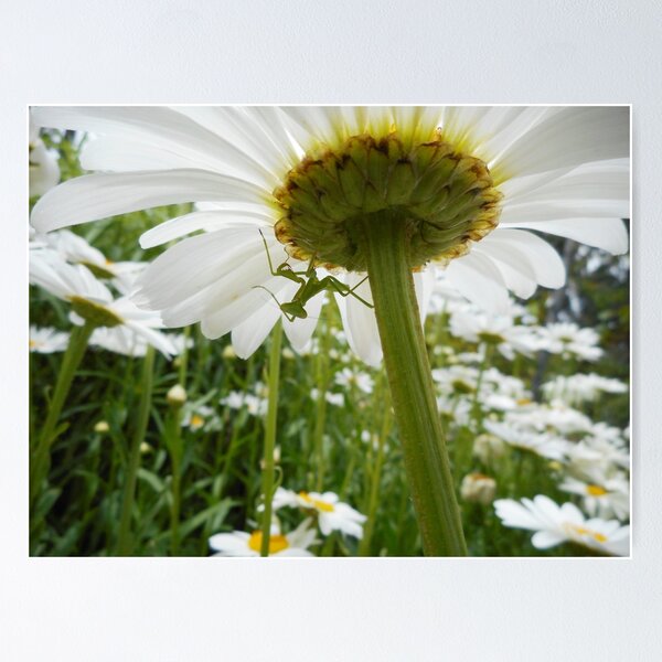 Item preview, Point of View designed and sold by Natalie Cooper.
