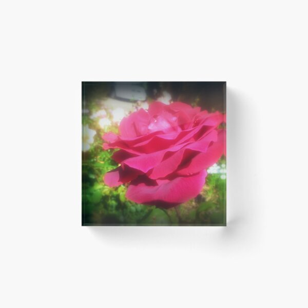 Item preview, Peter Frankenfeld Rose - Spring 2016 Vic. Australia. designed and sold by EdsMum.